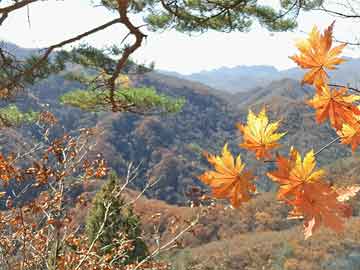 怀孕黄体囊肿容易胎停,黄体囊肿会不会影响到胎儿