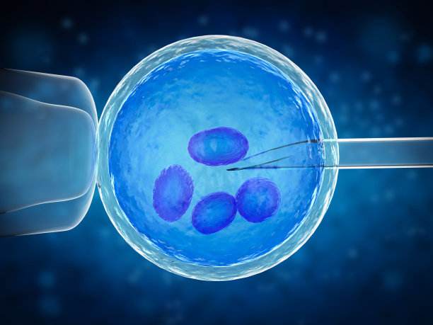 试管婴儿的孕周计算与胚胎的移植类型和日期有关
