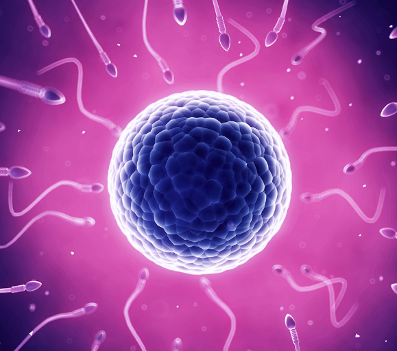 输卵管狭窄和阻塞会使卵子不能顺利回到子宫发育