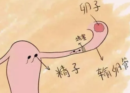 输卵管堵塞怎么造成的，还能怀上孩子吗
