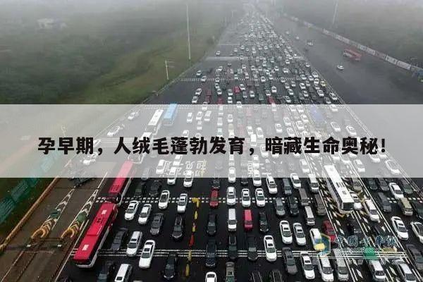 孕早期,人绒毛蓬勃发育,暗藏生命奥秘!