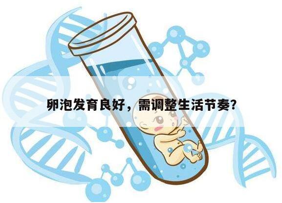 卵泡发育良好，需调整生活节奏？