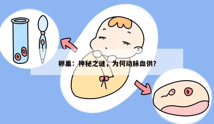 卵巢：神秘之谜，为何动脉血供？