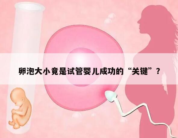 试管婴儿卵泡多大可以取卵?
