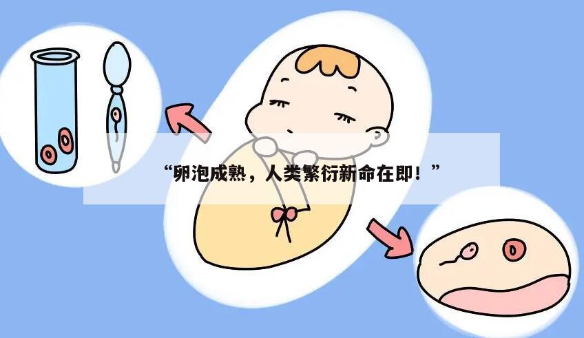 卵泡成熟，人类繁衍新命在即！