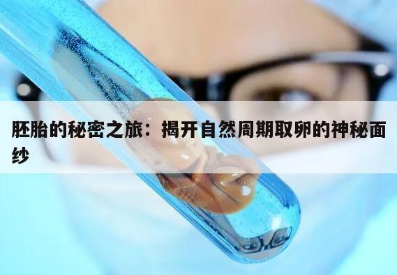 胚胎的秘密之旅:揭开自然周期取卵的神秘面纱