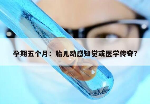 怀孕5个月：宝宝的成长和母亲的注意事项
