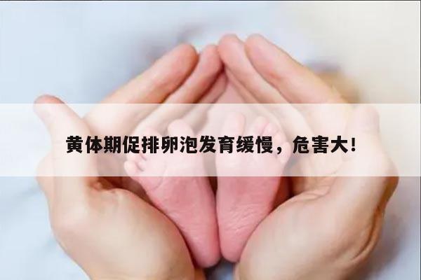 黄体期促排卵泡发育缓慢,危害大!