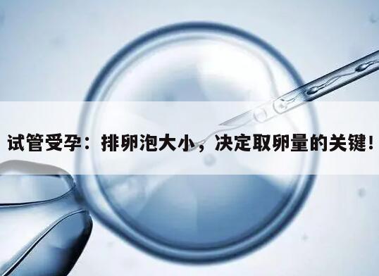 试管受孕：排卵泡大小，决定取卵量的关键！