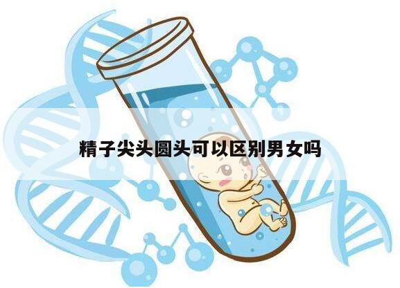 精子尖头圆头可以区别男女吗?