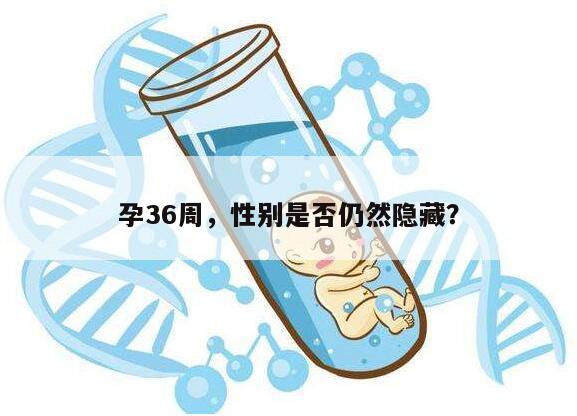 孕36周,性别是否仍然隐藏?