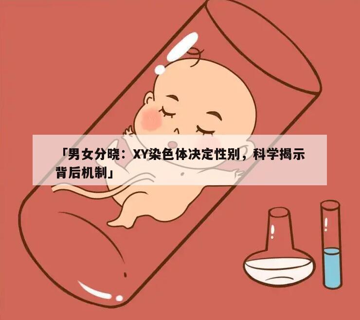 男女分晓:XY染色体决定性别,科学揭示背后机制