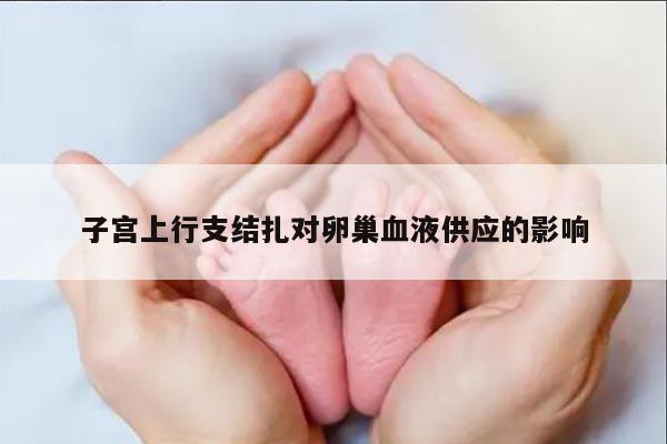 子宫上行支结扎对卵巢血液供应的影响