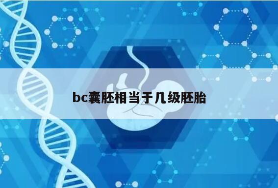 bc囊胚相当于几级胚胎