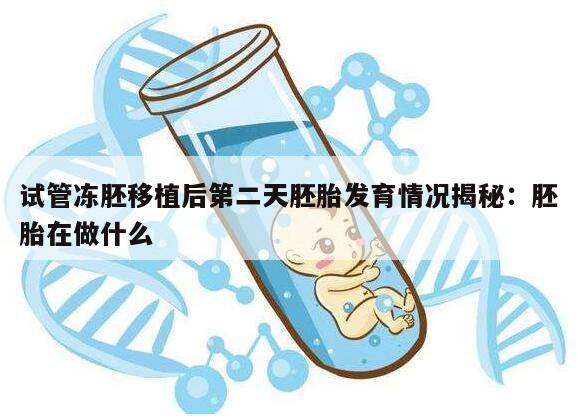 试管冻胚移植后第二天胚胎发育情况揭秘：胚胎在做什么