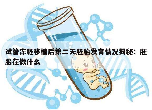 试管冻胚移植后第二天胚胎发育情况揭秘:胚胎在做什么