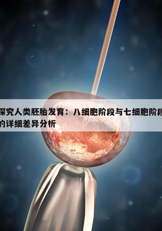 探究人类胚胎发育:八细胞阶段与七细胞阶段的详细差异分析