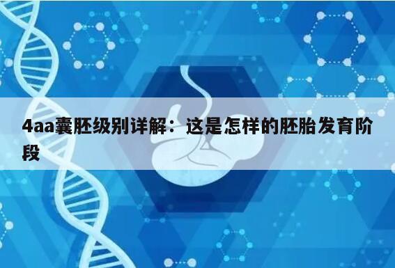 4aa囊胚级别详解：这是怎样的胚胎发育阶段