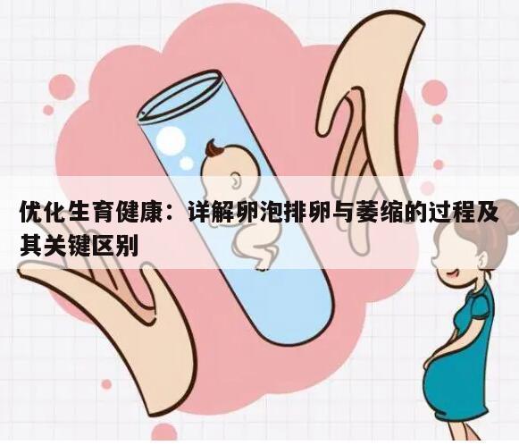 优化生育健康：详解卵泡排卵与萎缩的过程及其关键区别