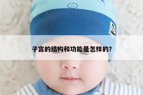 子宫的结构和功能是怎样的?