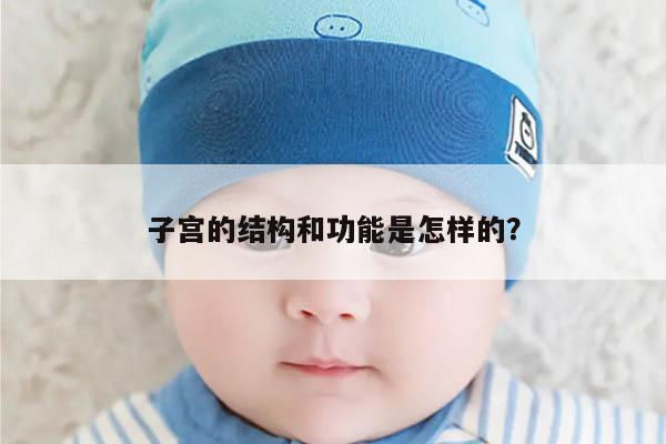 子宫的结构和功能是怎样的？